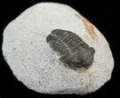 Bargain Gerastos Trilobite Fossil #43475-2